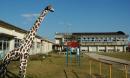 花峰小学校(はなみねしょうがっこう)